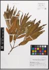 Salix canariensis C. Sm. ex Link